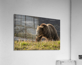Grizzly Sow Acrylic Print