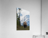 Grizzly Boar Acrylic Print