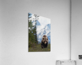 Grizzly Boar Acrylic Print