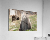 Grizzly Siblings Acrylic Print