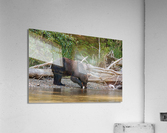 Grizzly Sow Acrylic Print
