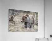 Grizzly Boar Acrylic Print
