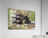 Grizzly Boar Acrylic Print