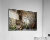 Grizzly Boar Acrylic Print