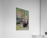 Grizzly Boar Acrylic Print