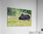 Grizzly Boar Acrylic Print