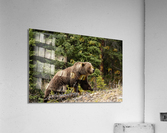 Grizzly Boar Acrylic Print