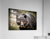 Grizzly Boar Acrylic Print