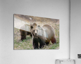 Grizzly Siblings Acrylic Print
