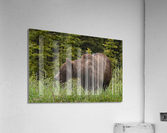 Grizzly Sow Acrylic Print