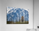 Grizzly Boar Acrylic Print
