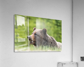 Grizzly Boar Acrylic Print