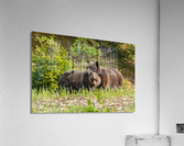 Grizzly Sow with Cub Acrylic Print