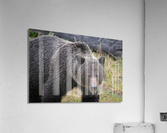 Grizzly Boar Acrylic Print