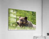 Grizzly Boar Acrylic Print
