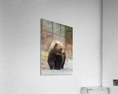 Grizzly Boar Acrylic Print