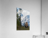 Grizzly Boar Acrylic Print