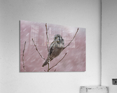 Northern Hawk Owl Acrylic Print