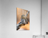 Northern Pygmy Owl Acrylic Print