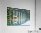 Bull Elk Acrylic Print