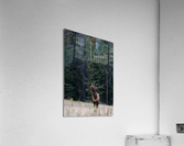 Bull Elk Acrylic Print