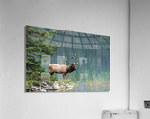 Bull Elk Acrylic Print