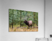 Bull Elk Acrylic Print