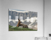 Cow Elk Acrylic Print
