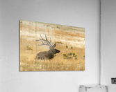 Bull Elk Acrylic Print