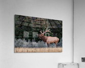 Bull Elk Acrylic Print