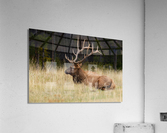 Bull Elk Acrylic Print