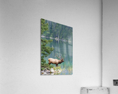 Bull Elk Acrylic Print