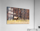 Bull Elk Acrylic Print