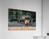 Bull Elk Acrylic Print