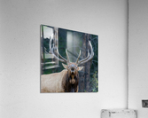 Bull Elk Impression acrylique