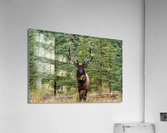 Bull Elk Acrylic Print