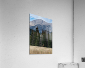 Bull Elk Acrylic Print