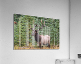 Bull Elk Acrylic Print
