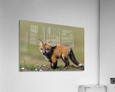 Red Fox Kit Acrylic Print
