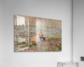 Red Fox Kits Acrylic Print