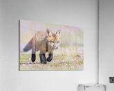 Red Fox Kit Acrylic Print