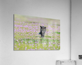 Red Fox Kit Acrylic Print