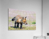 Red Fox Kit Acrylic Print