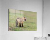 Red Fox Kit Acrylic Print