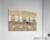 Red Fox Kits Acrylic Print