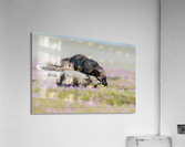 Red Fox with Kits Acrylic Print