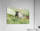 Red Fox Kits Acrylic Print