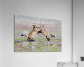 Red Fox Kits Acrylic Print