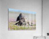 Red Fox with Kits Acrylic Print