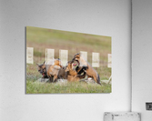 Red Fox Kits Acrylic Print